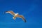 Seagull flying overhead against a blue sky