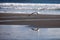 Seagull flying with reflection in water