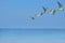 Seagull flying rise to high on light blue sky at seaside