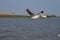 Seagull flying on the sea in Thailand