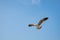 Seagull flying on the sea in Thailand