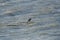 Seagull flying and Sealions swimming on the sea , in Mar del Plata , Argentina