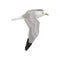 Seagull flying in the sky, gray and white sea bird vector Illustration on a white background