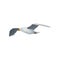 Seagull flying in the sky, gray and white sea bird with wings spread vector Illustration on a white background