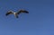 Seagull flying in the sky looking for food