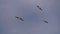 Seagull flying in the sky over the sea waves