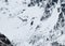 Seagull flying in the sky on snowy mountain