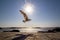 Seagull flying at sunset in Essaouria Harbor