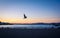 Seagull flying at sunset in quiet beach of l`Escala, Costa Brava.
