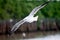 Seagull flying The Thai Gulf.