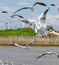 Seagull flying to take a food in blue sky