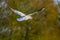 Seagull flying on the trees background