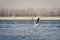 Seagull flying on the volga river