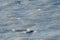 Seagull flying on the waves , and sealions swimming on the sea , in Mar del Plata , Argentina