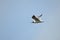 Seagull flying wingspan in blue sky, close-up.