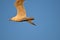 Seagull flying wingspan in blue sky, close-up.