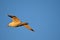 Seagull flying wingspan in blue sky, close-up.