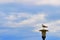 A seagull with folded wings is standing on a street lamp.