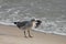 Seagull with food panama city beach florida gulf of Mexico