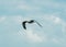 Seagull on the food search in the watt at the North Sea