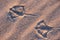 Seagull Footprints in Oregon