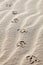 Seagull footprints in the sand