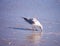 Seagull Foraging On Beach