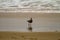 Seagull foraging in shallow water on a sandy beach