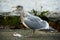 Seagull with Fresh Fish