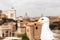 Seagull in front of buildings in rome, italy