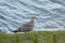 Seagull in front of the Fort National near Saint-Malo