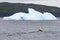 Seagull in front of an iceberg