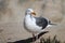 A Seagull in front of sea