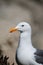 A Seagull in front of sea