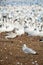 Seagull in front of snow geese