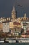 Seagull and Galata Tower