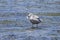 Seagull gathers food in the shallow water