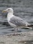 Seagull Gazing Out To The Sea 3