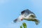 A seagull gets a cherry in flight from a cherry tree