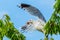 A seagull gets a cherry in flight from a cherry tree