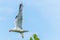 A seagull gets a cherry in flight from a cherry tree