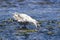 Seagull gets food in the water