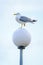 Seagull Glarus sitting on one leg on a lantern 2