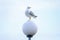 Seagull Glarus sitting on one leg on a lantern 4