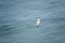 seagull glides over the blue sea and is photographed from above