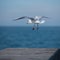 Seagull gliding