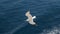 Seagull gliding above sea, ocean. Travel trends. Two seagulls soaring in blue sky. Soaring Seagull in the Sky. Seagull