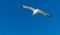 Seagull gliding in air