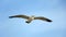 Seagull gliding in the blue sky