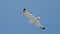 Seagull gliding in blue sky. Travel trends. Two seagulls soaring in blue sky. Soaring Seagull in the Sky. Seagull soars